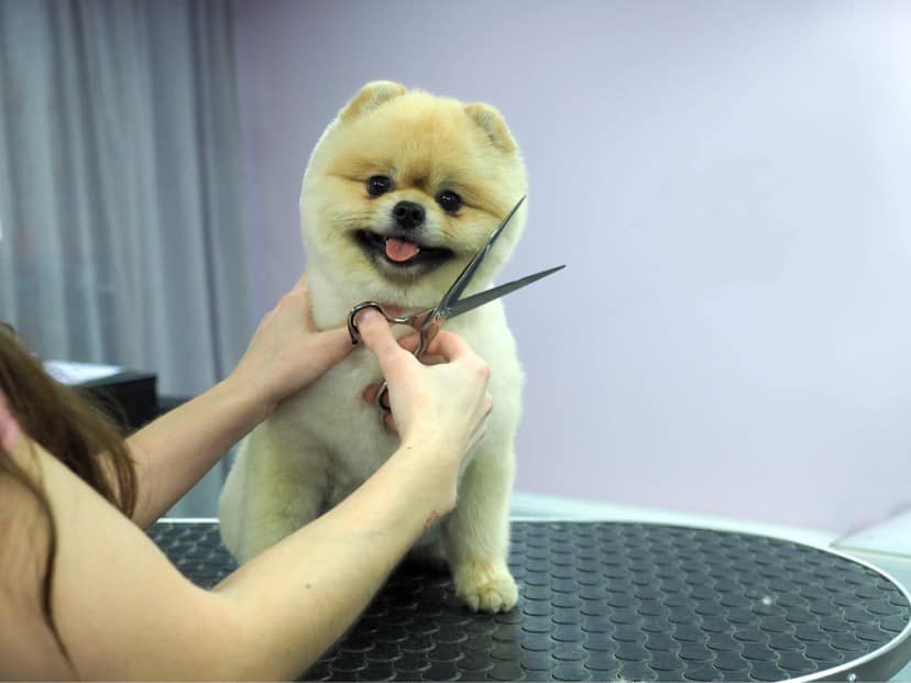 Sassy Dogs AB Hundsalong Västra Frölunda, Göteborg